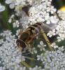 Syrphus vitripennis